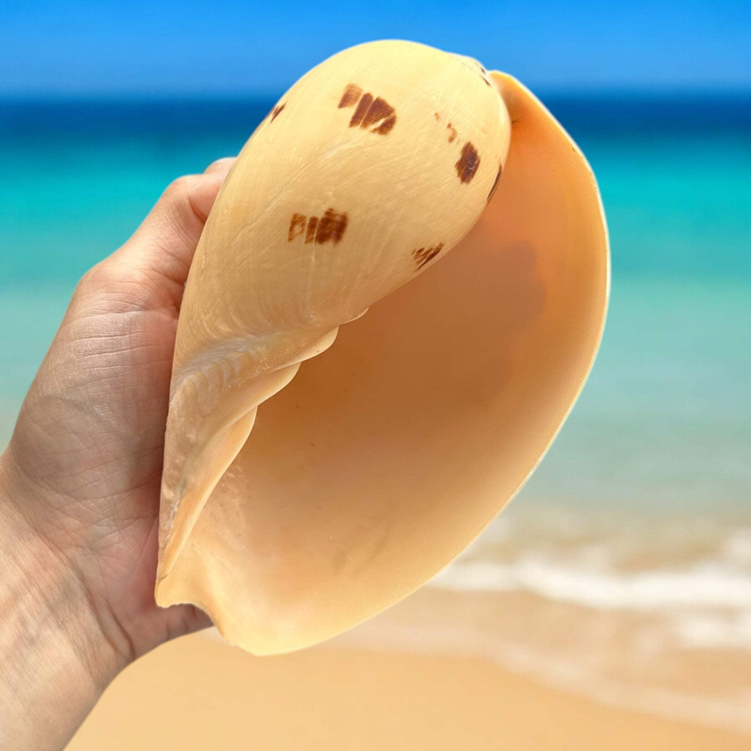 Large Conch Seashell Rare Orange Round Natural Big Ocean Sea Shell ...