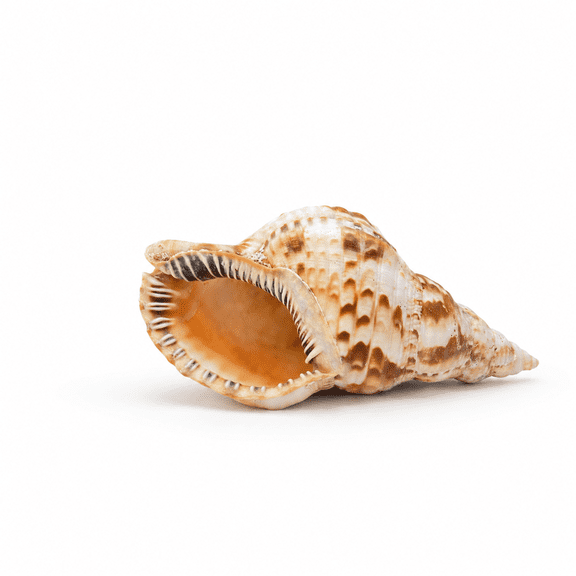 Large Conch Shell For Aquarium And Beach Decor (triton)