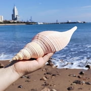 Large Conch Shell Horn Natural Blowable Sea Shell Coastal Decor Aquarium Ornament Display Specimen 18 to 20cm