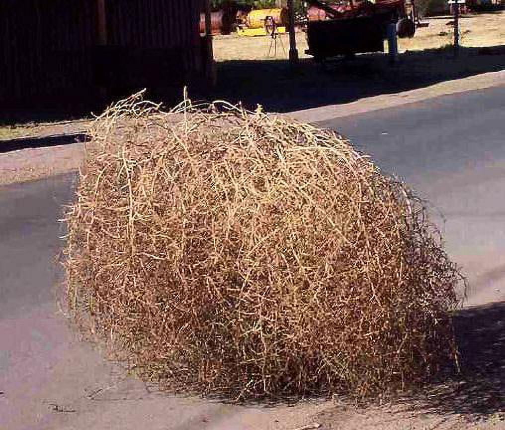 Spanish Tumbleweed by Nhpa