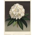 thumbnail image 1 of Large Creamy White Flowered Rhododendron Rhododendrona Poster Print By ?? Florilegius Mary Evans, 1 of 3