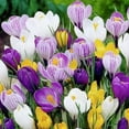 thumbnail image 1 of Large Crocus Flowering Mix - 25 Bulbs - Bulb Size 8/9cm, 1 of 1