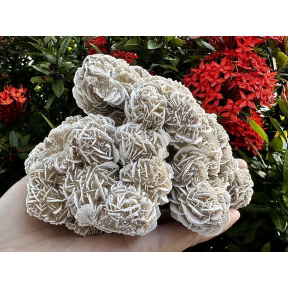 Large Desert Rose Cluster, Natural Desert Rose Selenite Stones, Desert Gypsum Rose, Raw Selenite Rose Crystal, Rose Rock, Sand Rose (1-2 lbs)