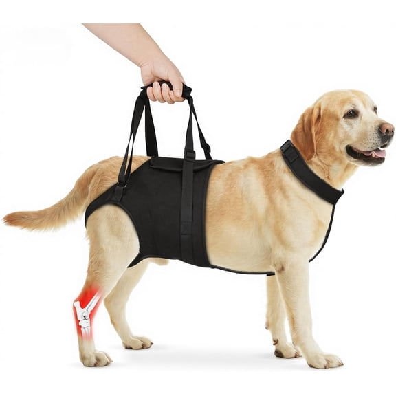 Large Dog Rear Leg Support Harness, Mobility Lift Assist Sling for Elderly Injured or Paralyzed Dogs, Hind Leg Aid for Senior and Large Breed Dogs, XL