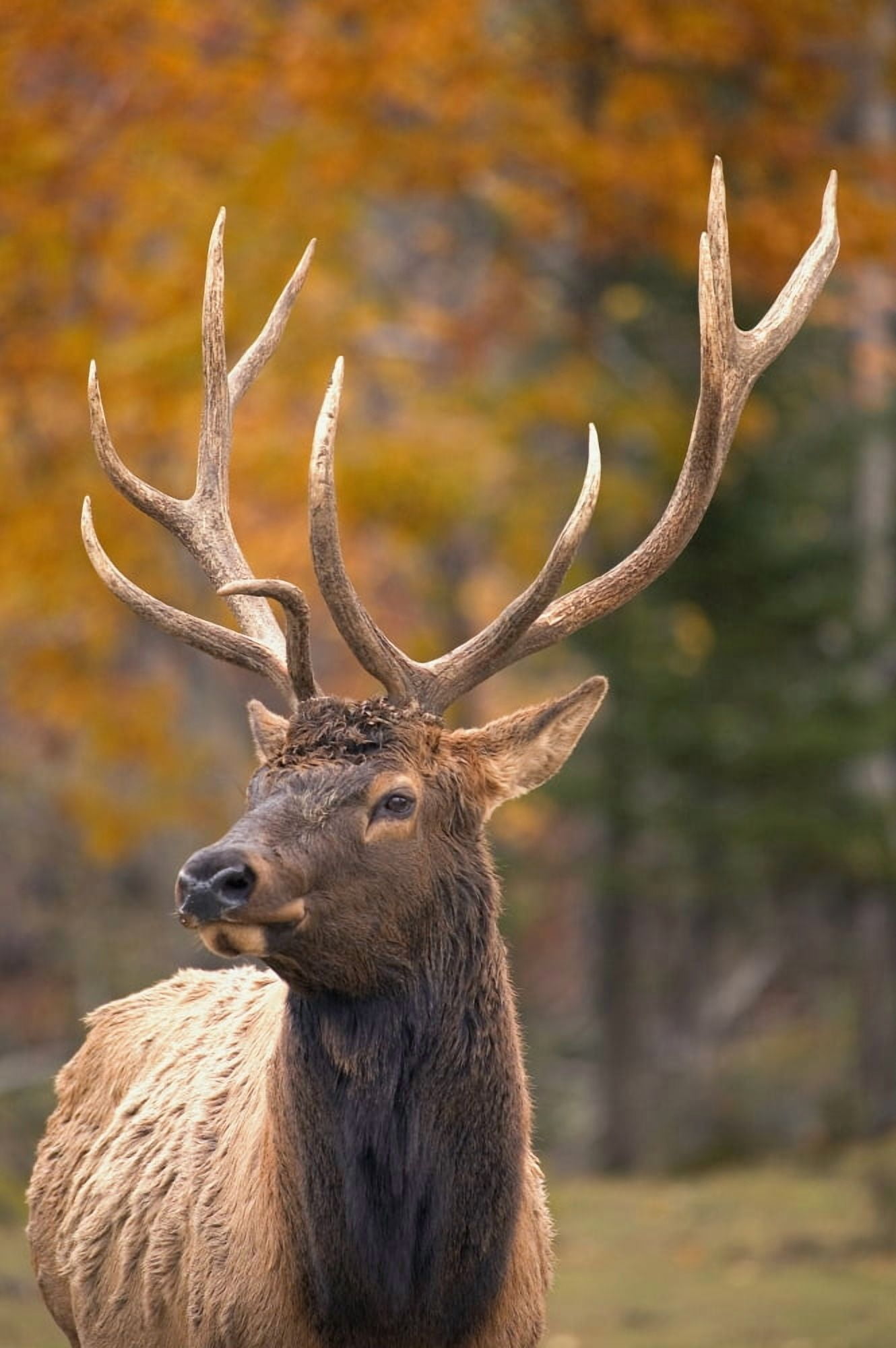 Large Elk In Jasper National Park Alberta Canada Canvas Art - Carson Ganci Design Pics (11 x 17)
