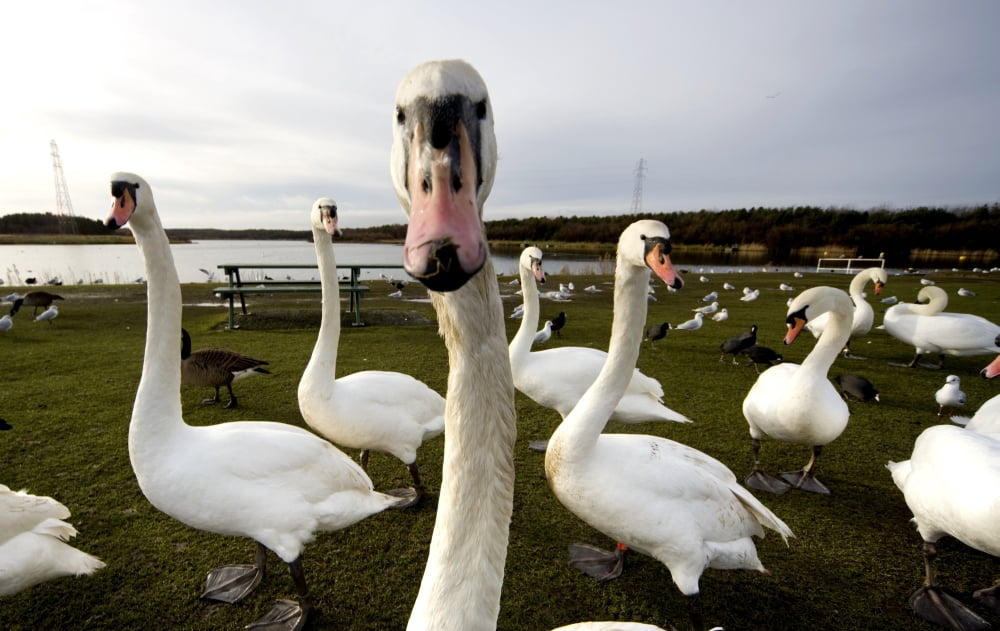 Large Flock Of Swan On Land Canvas Art - John Short Design Pics (38 x 22)