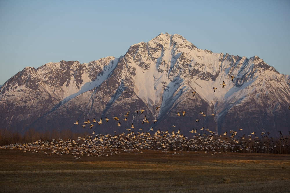 A Large Flock Of Snow Geese Take Off From A Field Near Springer Loop Road In Palmer Alaska With Pioneer Peak In The Background Canvas Art - Doug Lindstrand Design Pics (17 x 11)