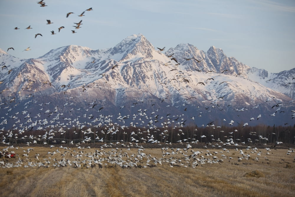 A Large Flock Of Snow Geese Take Off From A Field Near Springer Loop Road In Palmer Alaska With Pioneer Peak In The Background Canvas Art - Doug Lindstrand Design Pics (19 x 12)