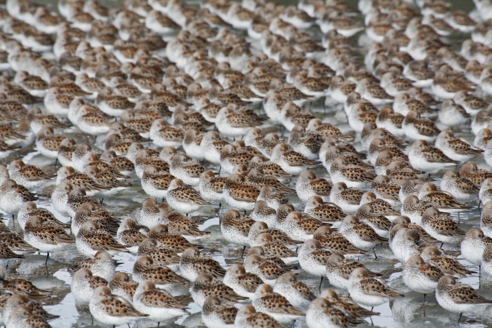 Large Flock Of Western Sandpipers On The Mud Flats Of Hartney Bay During Spring Migration Copper River Delta Southcentral Alaska Canvas Art - Milo Burcham Design Pics (19 x 12)