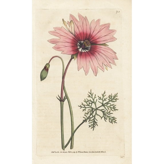 Large-Flower'D Monsonia With Pale Pink Anda Poster Print By ® Florilegius Mary Evans (24 X 36)