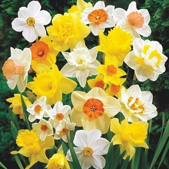 Large Flowering Mix Daffodil Bulbs for Planting, Stunning Perennial Flower Bulbs, Borders, Garden, Landscaping, Bulb Size 12/14 cm, Large Flowering Daffs (10 Bulbs)
