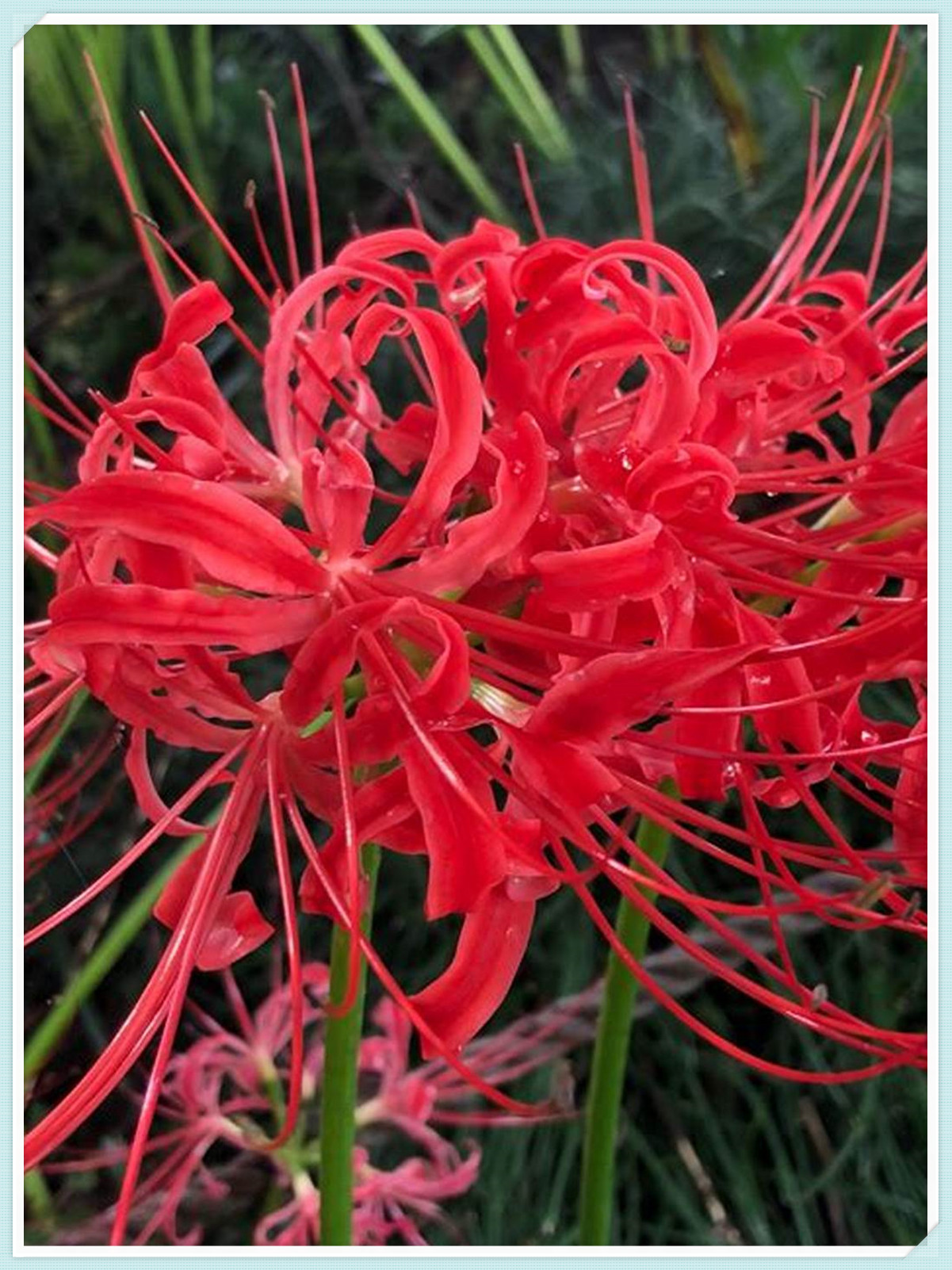 Large Flowers, Fresh Bulbs,Lycoris Radiata Bulbs,Long Flowering Period
