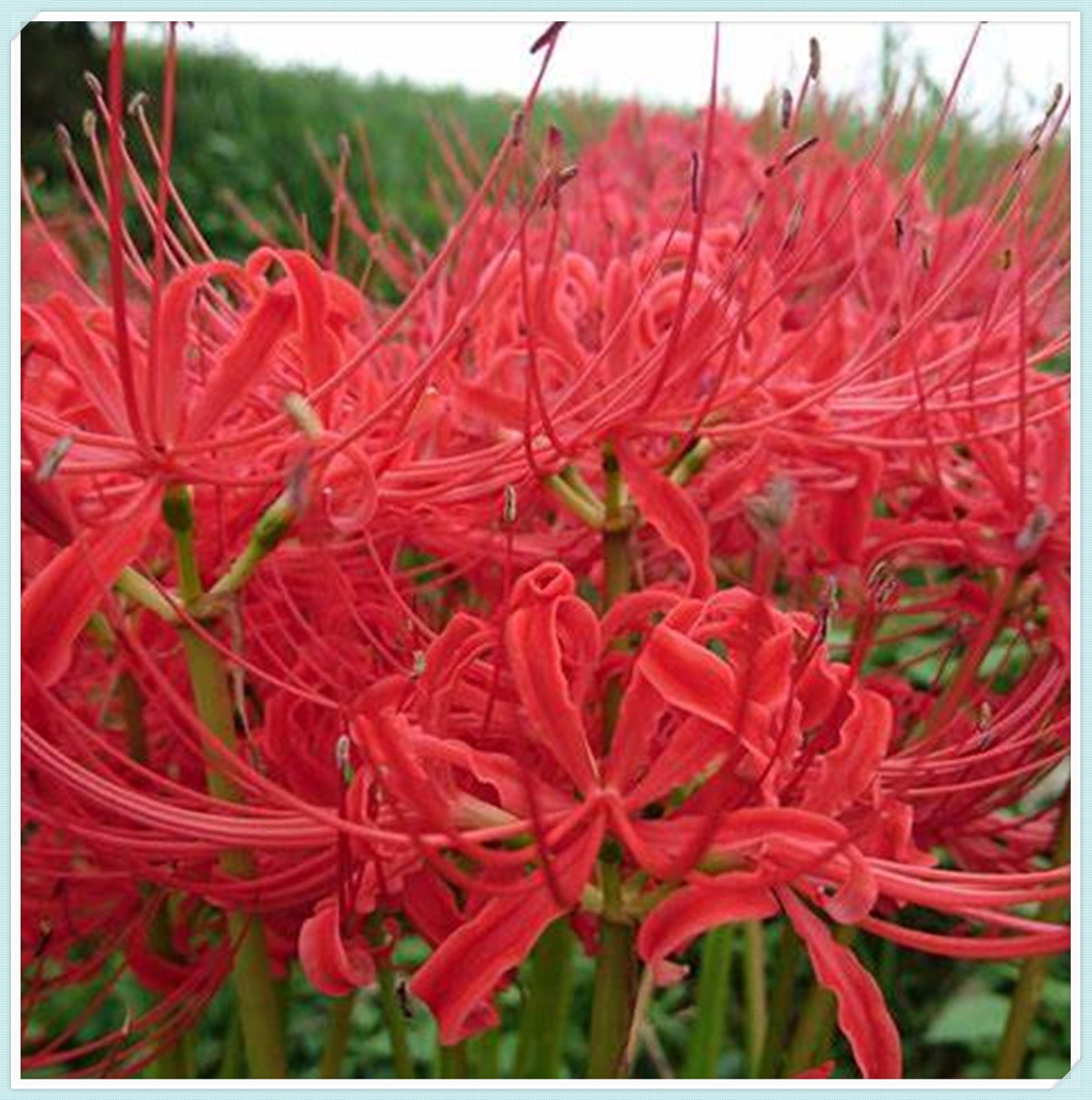Large Flowers, Fresh Bulbs,Lycoris Radiata Bulbs,Long Flowering Period