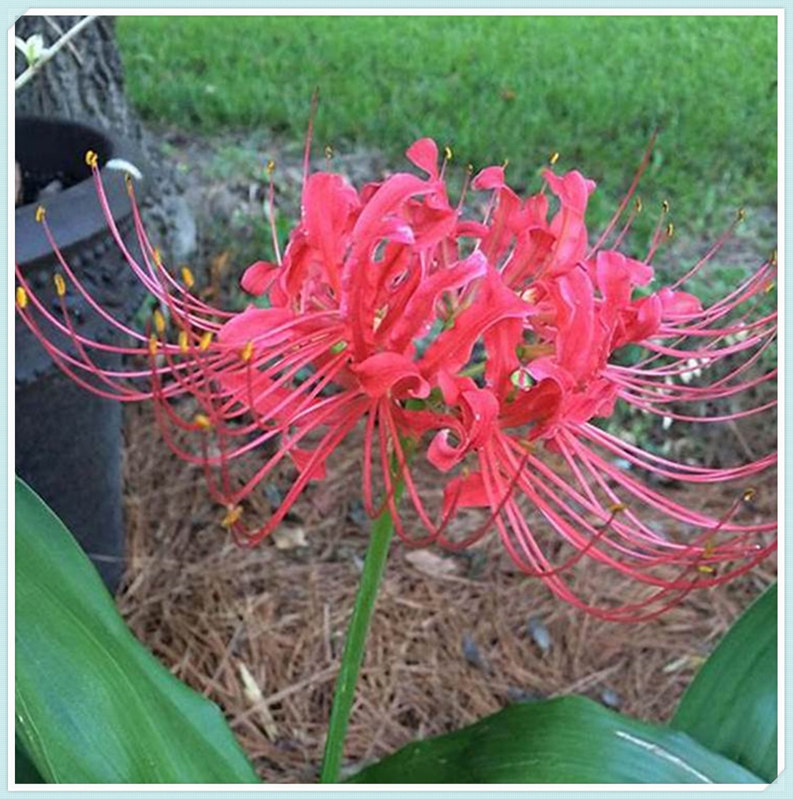 Large Flowers, Fresh Bulbs,Lycoris Radiata Bulbs,Long Flowering Period