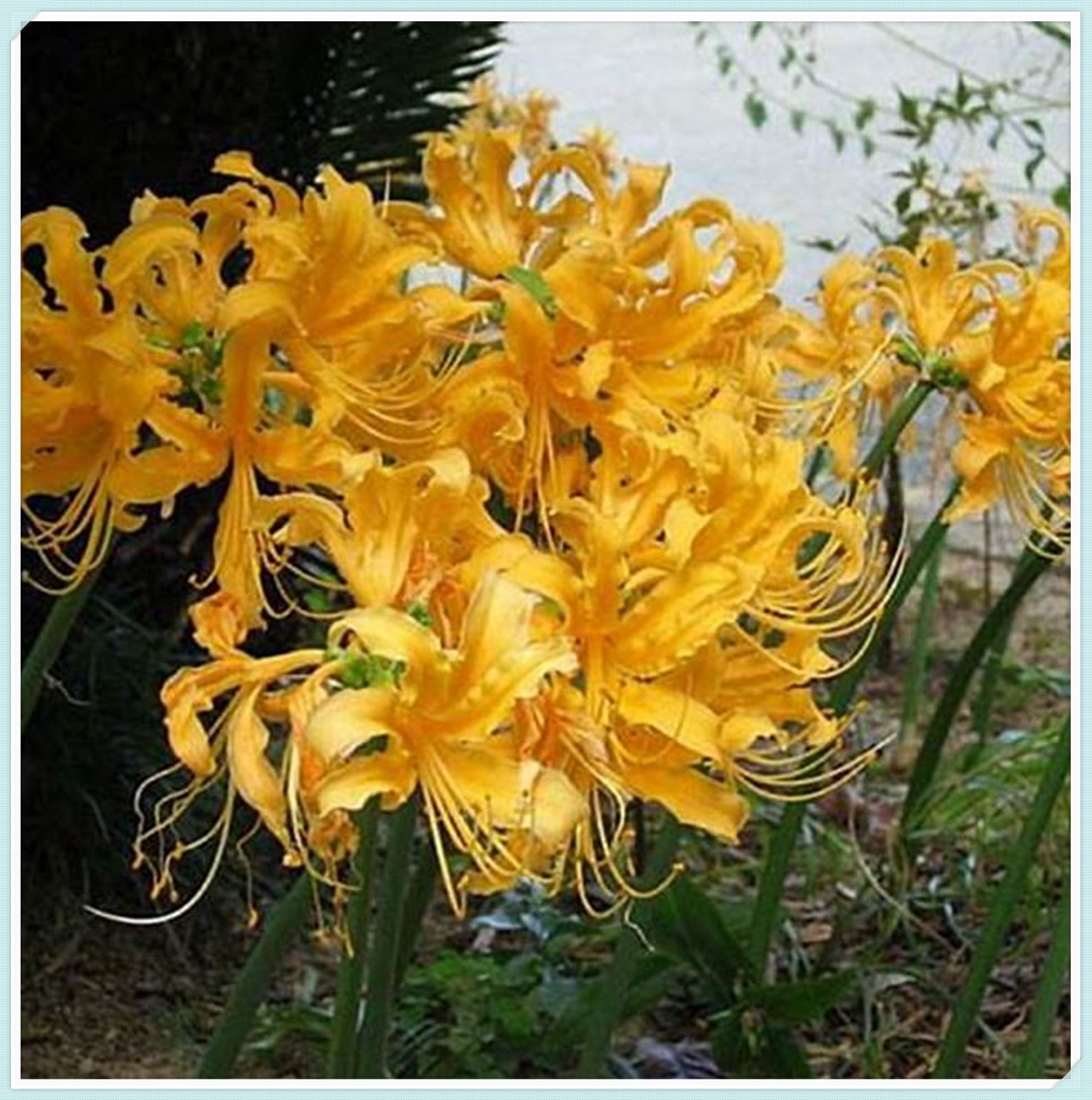 Large Flowers, Fresh Bulbs,Lycoris Radiata Bulbs,Long Flowering Period