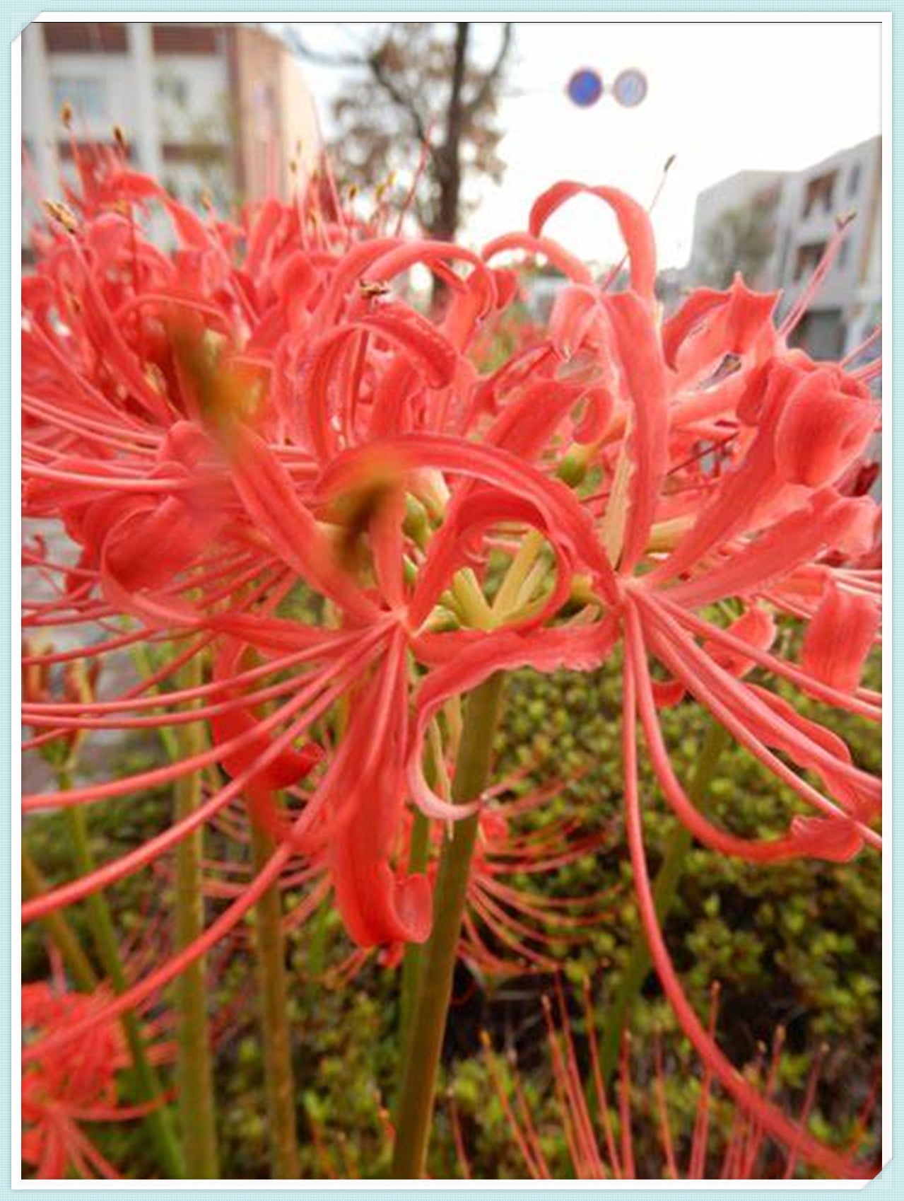 Large Flowers, Fresh Bulbs,Lycoris Radiata Bulbs,Long Flowering Period