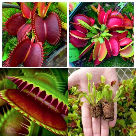 Large Giant Venus Flytrap Live Plant, High Yield Dionaea Muscipula Cultivar Plant