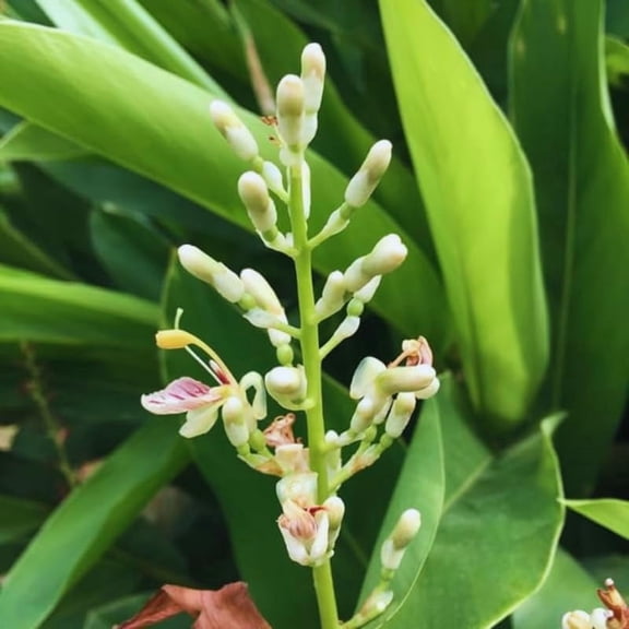 Large Ginger Plant Live, 4 to 7 Inches in Height, Galangal Plants, Live Ginger Plants, Ginger Live Plants for Garden, Ginger Starter Plant for Planting