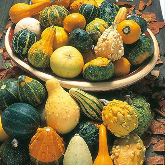 Large Gourd Mix Seeds - 200 Count Seed Pack - Non-GMO - A Wonderful Collection of Different Types of Large gourds. - Country Creek LLC