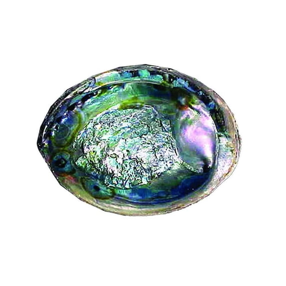 Large Green Abalone Shell Bowl For Smudging Sage Burner