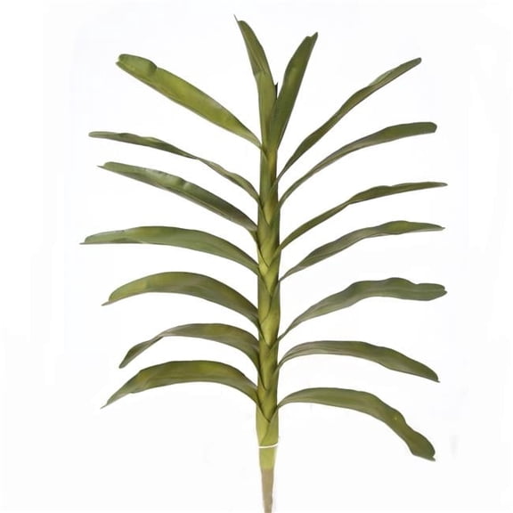 Large.Green Dendrobium Leaf