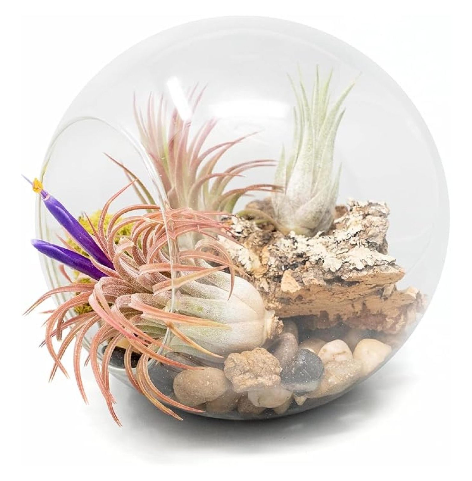 Large Hand-Blown Glass Terrarium Kit with 3 Ionantha Air Plants - Live  Tillandsia House Plant - Wholesale and Bulk - Home and Garden Decor - Easy  Care Indoor and Outdoor Plants - Walmart.com