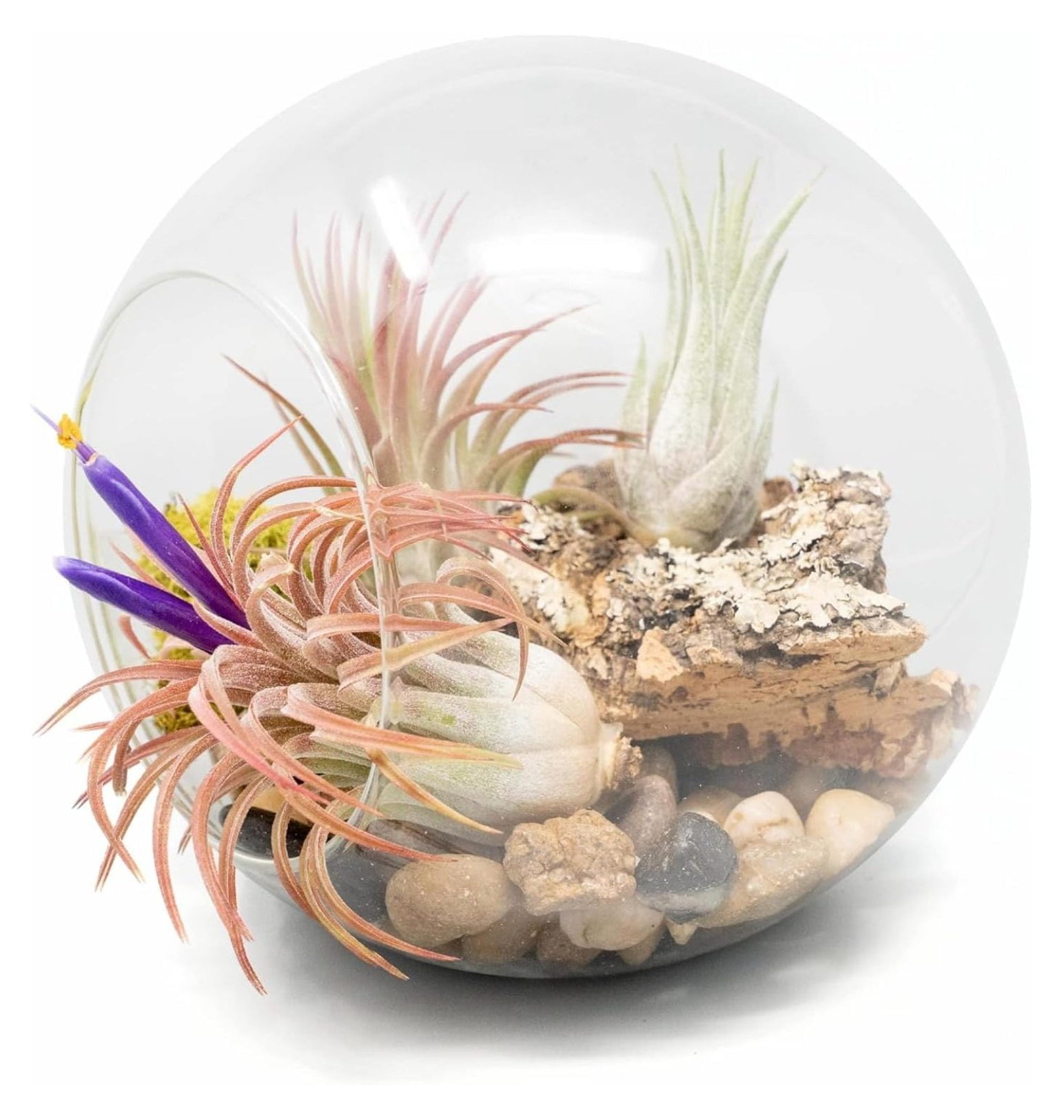 Large HandBlown Glass Terrarium Kit with 3 Ionantha Air Plants Live