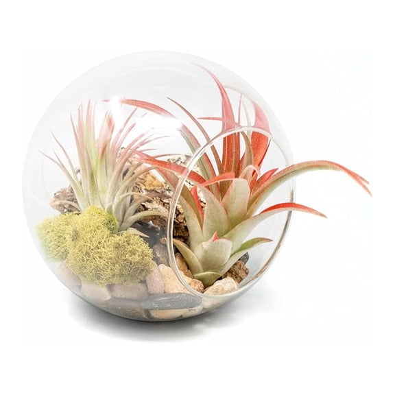 Large Hand-Blown Glass Terrarium Kit with Red Abdita and Ionantha Air Plants - Live Tillandsia House Plant - Wholesale and Bulk - Home and Garden Decor - Easy Care Indoor and Outdoor Plants