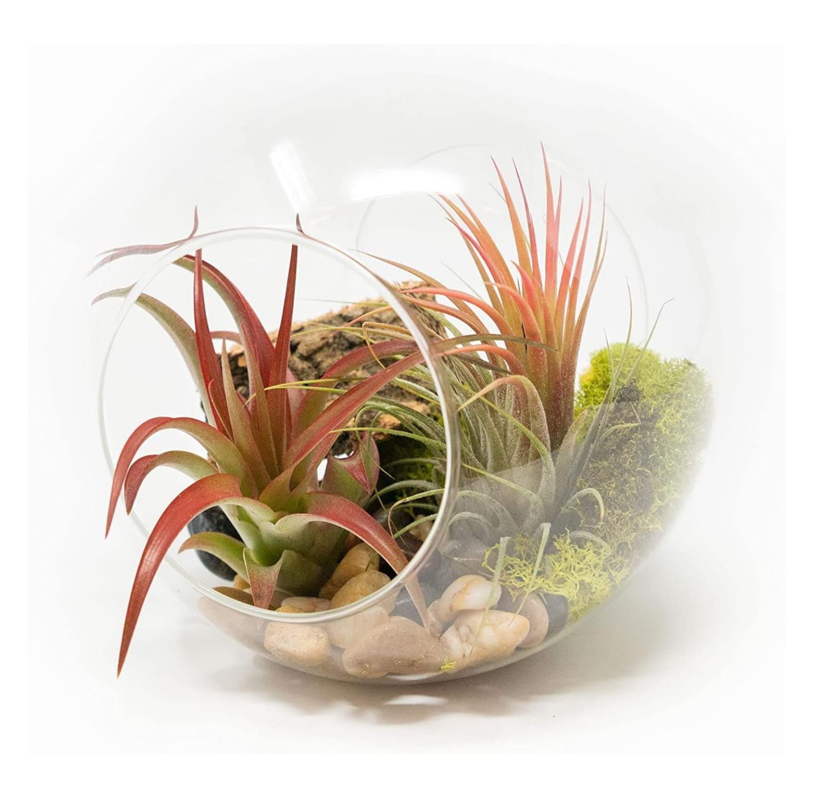 Large HandBlown Glass Terrarium Kit with Red Abdita and Ionantha Air