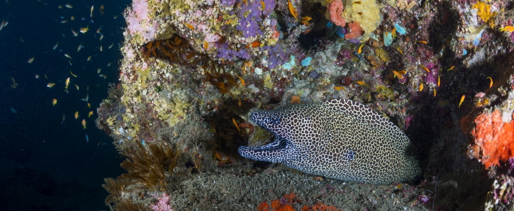 Large Honeycomb Moray Eel emerges from colorful reef Sodwana Bay South Africa Canvas Art - Panoramic Images (36 x 12)