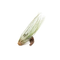 Large Juncea Air Plants 8 to 10 Inches - Live Succulent House Plants - Available in Wholesale and Bulk - Home and Garden Decor - Easy Care Indoor and Outdoor Plants (Pack of 1)