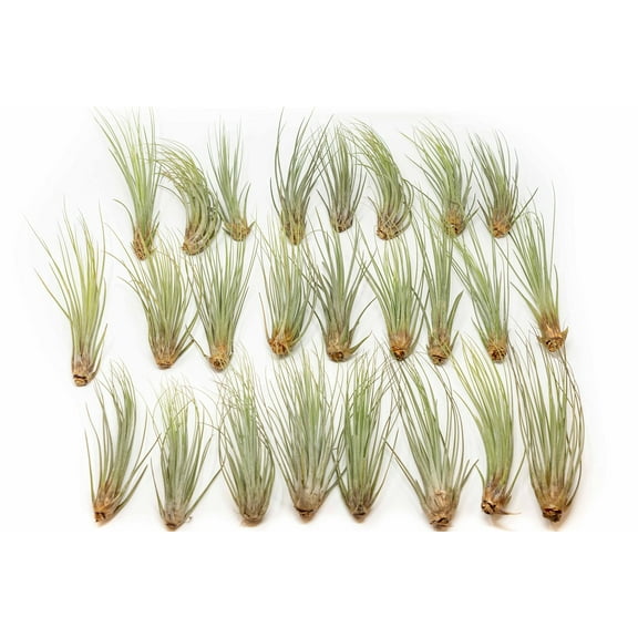 Large Juncea Air Plants 8 to 10 Inches - Live Succulent House Plants - Available in Wholesale and Bulk - Home and Garden Decor - Easy Care Indoor and Outdoor Plants (Pack of 25)