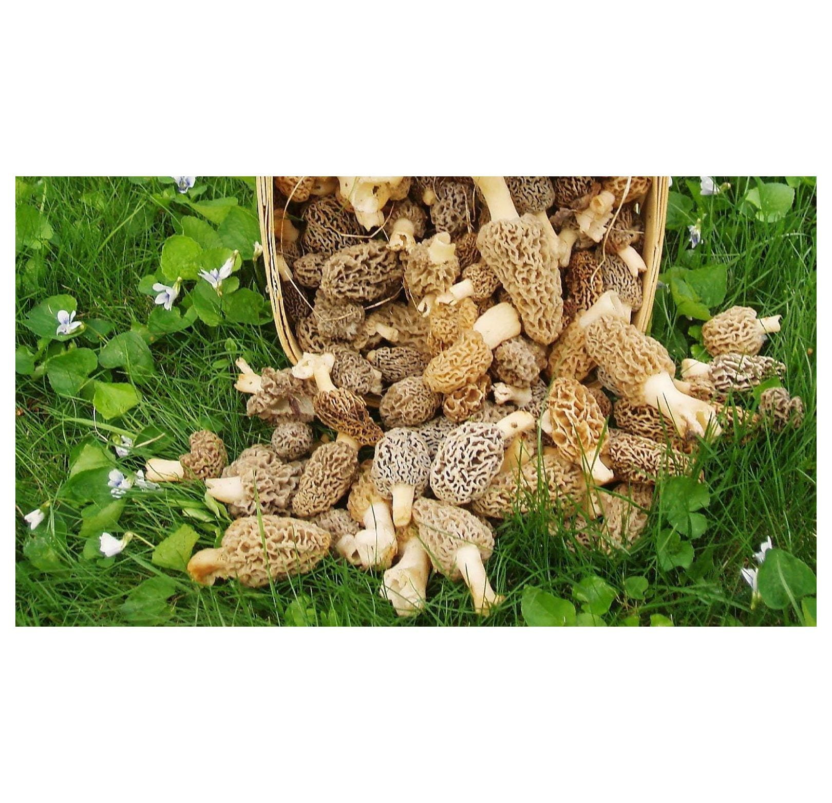 Large Kit Morel Mushroom Spores in Sawdust Seed Spore kit from BULYAXIA