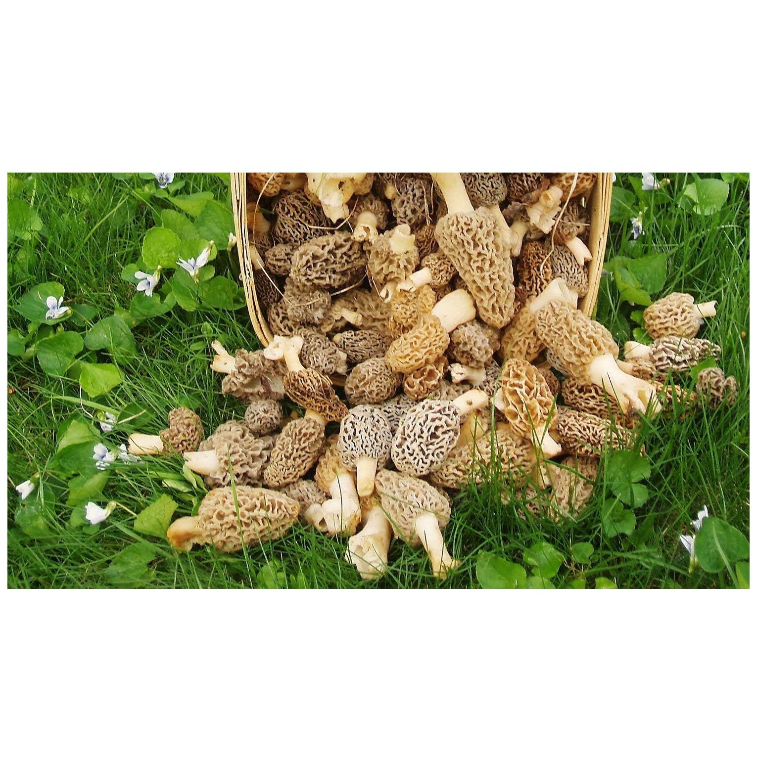Large Kit Morel Mushroom Spores in Sawdust Seed Spore kit from NeosKon