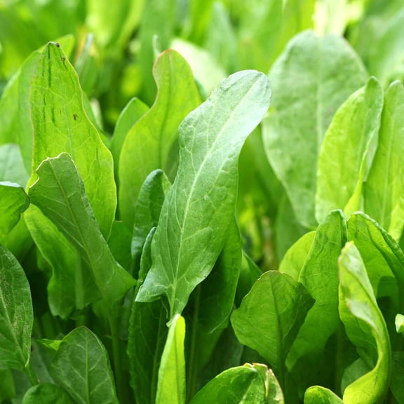 Large Leaf Sorrel Herb Garden Seeds - 1 g Packet ~500 Seeds - Non-GMO, Heirloom Herbal Gardening & Microgreens Seeds