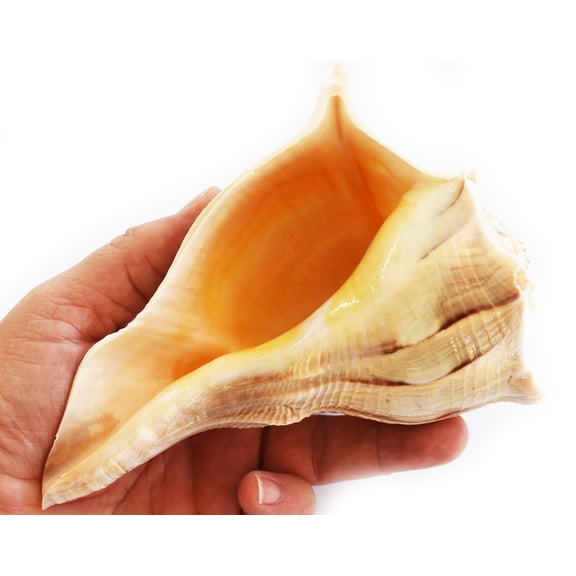 Large"Left Handed" Florida Lightning Whelk (6"and up) Native Amercan Crafts
