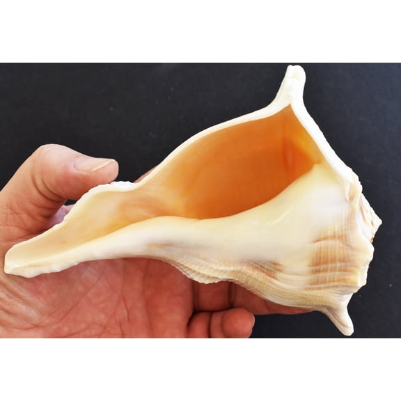 Large "Left Handed" Florida Lightning Whelk (7"and up) Native Amercan Crafts