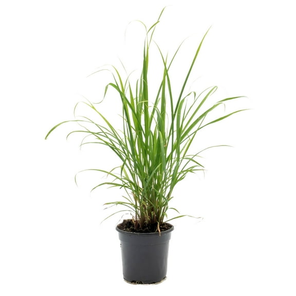 1 Lemongrass, Live Plant, 4" Durable Nursery Pot, Cymbopogon Citratus, West Indian Lemongrass, Fully Rooted