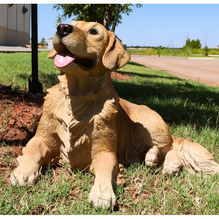 Chocolate golden retriever 2025