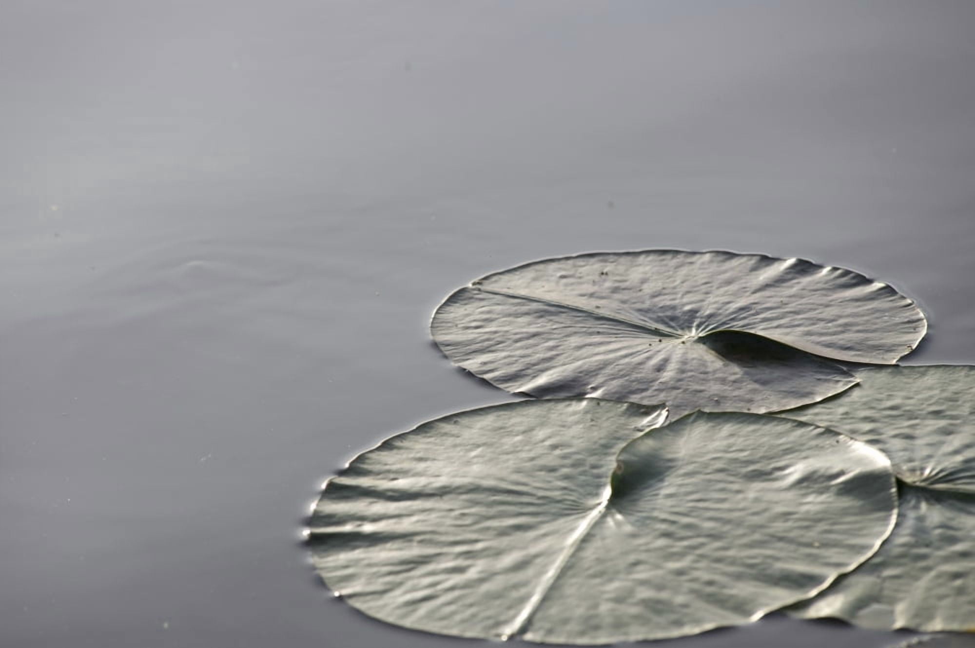 Large Lily Pads On Lake Lake Of The Woods Ontario Canada Canvas Art - Keith Levit Design Pics (17 x 11)