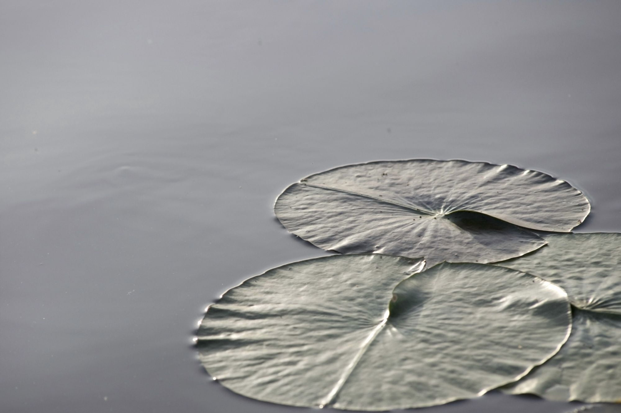 Large Lily Pads On Lake Lake Of The Woods Ontario Canada Canvas Art - Keith Levit Design Pics (34 x 22)