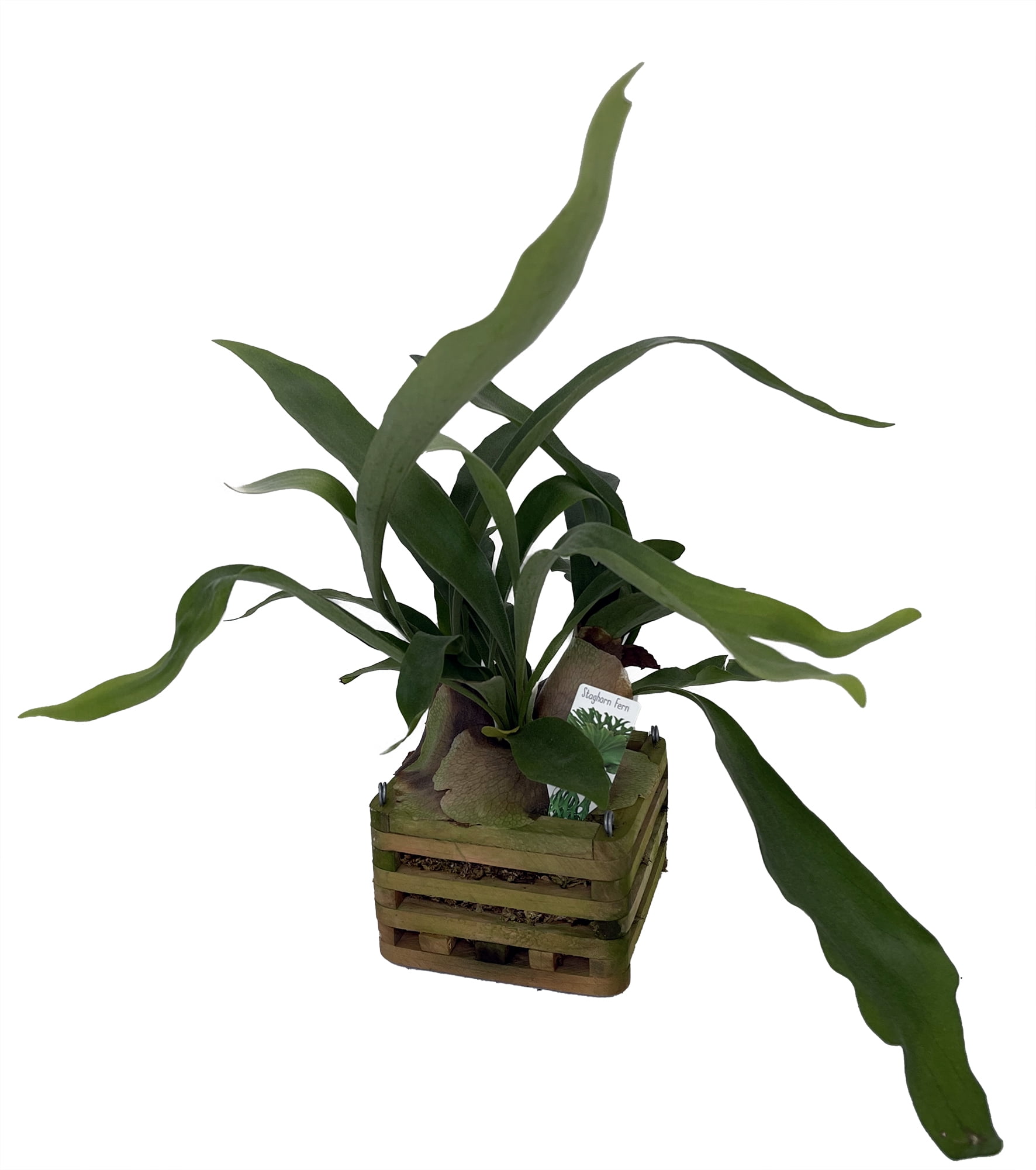 Hirt's Gardens Large Live Staghorn Fern in 6" Cedar Hanging Basket