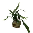 thumbnail image 1 of Hirt's Gardens Large Live Staghorn Fern in 6" Cedar Hanging Basket, 1 of 2