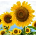 thumbnail image 1 of Large Mammoth Grey Stripe Sunflower Seeds for Planting (Helianthus annuus) These Giant Sun Flowers Attract Hummingbirds, Bees and Butterflies (Pollinators) Bulk (1,000 Seeds), 1 of 3