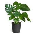 Large Monstera Deliciosa Tropical Split Leaf Plant 10" Pot Indoor