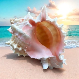Drilled Seashells Crafts
