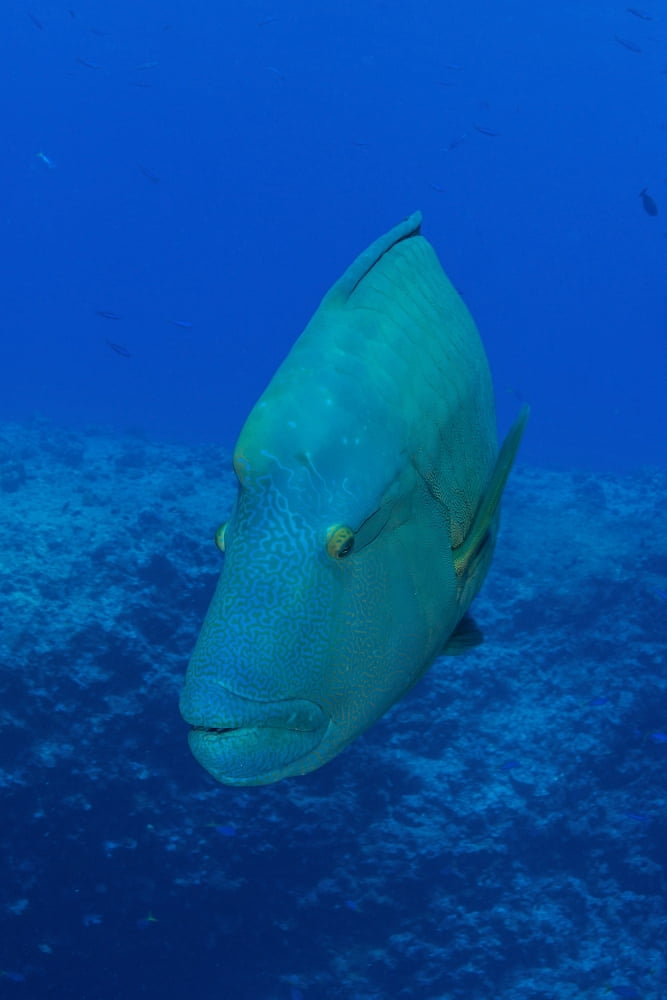 Large Napoleon wrasse in blue water Palau Micronesia Canvas Art - Mathieu MeurStocktrek Images (23 x 34)