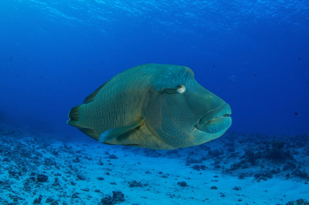 Large Napoleon wrasse in blue water Palau Micronesia Canvas Art - Mathieu MeurStocktrek Images (34 x 23)