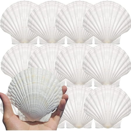 Large Natural Scallop Shells 12PCS, 4-5 Inch White Sea Shells for DIY Craft Making and Home Décor
