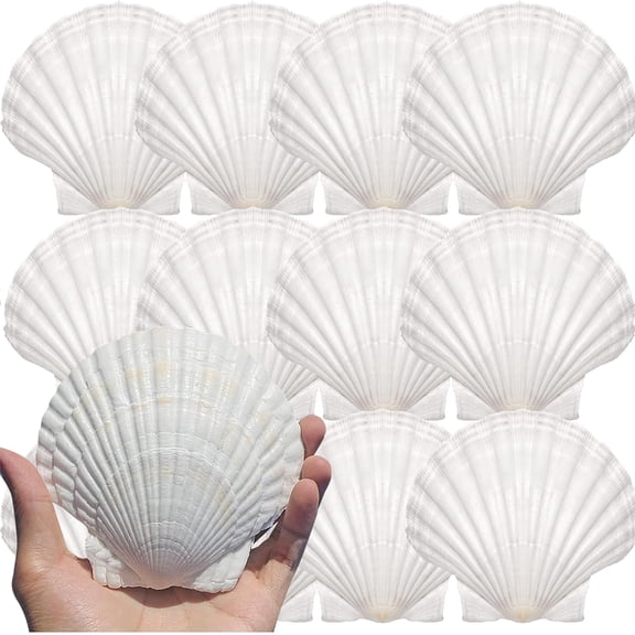 Large Natural Scallop Shells 12PCS, 4-5 Inch White Sea Shells for DIY Craft Making and Home Dcor